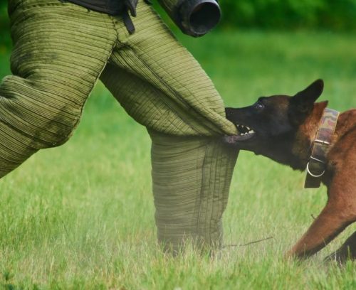 dog bite law dog bite law